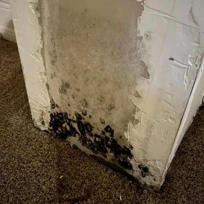 Professional Mold Removal in Midway, LA